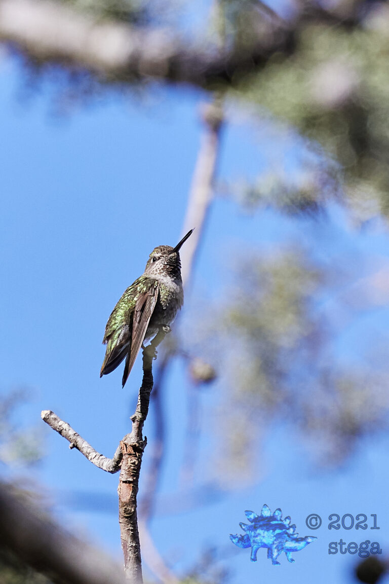 Anna’s Hummingbird