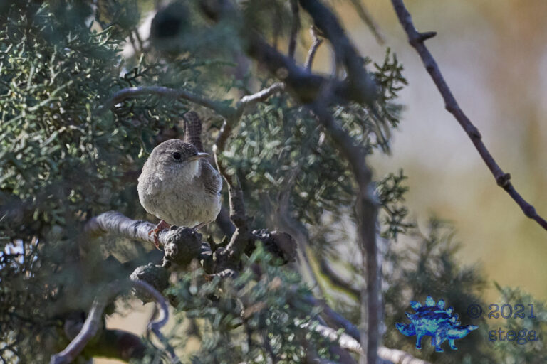 House Wren