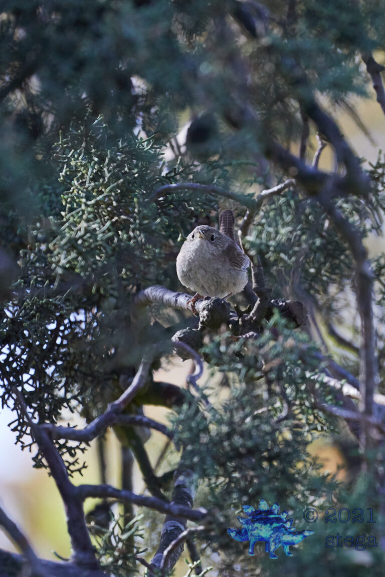 House Wren