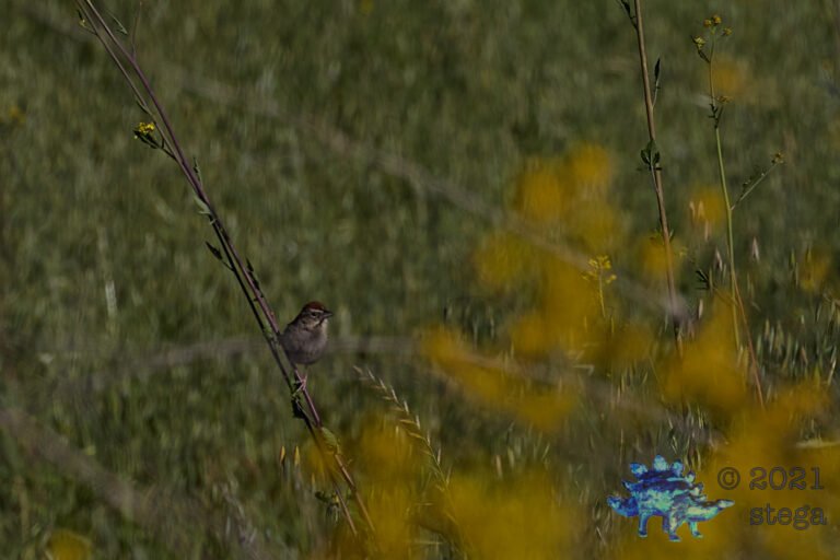 Rufous-Crowned Sparrow