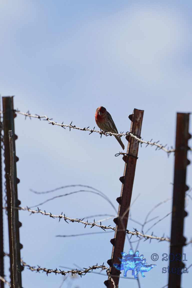 House Finch