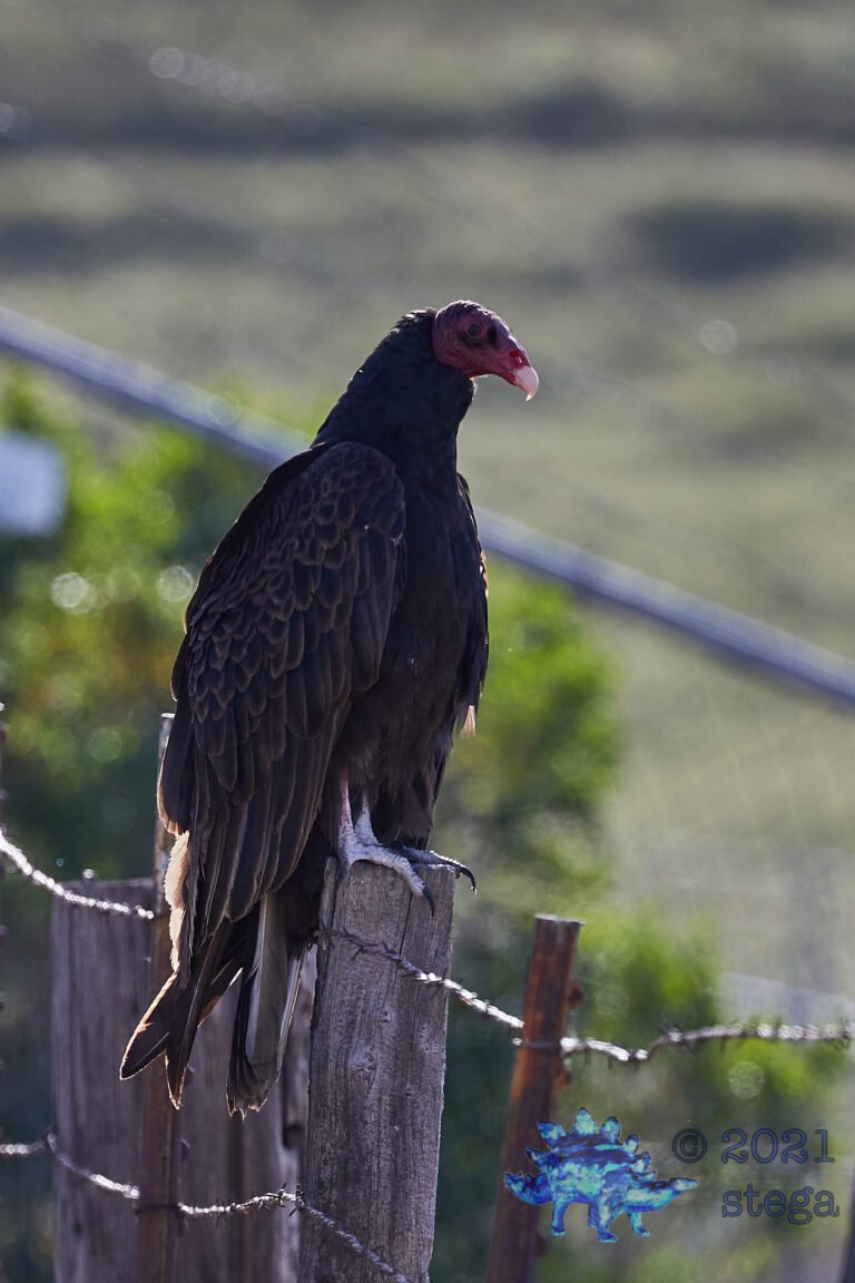 Turkey Vulture