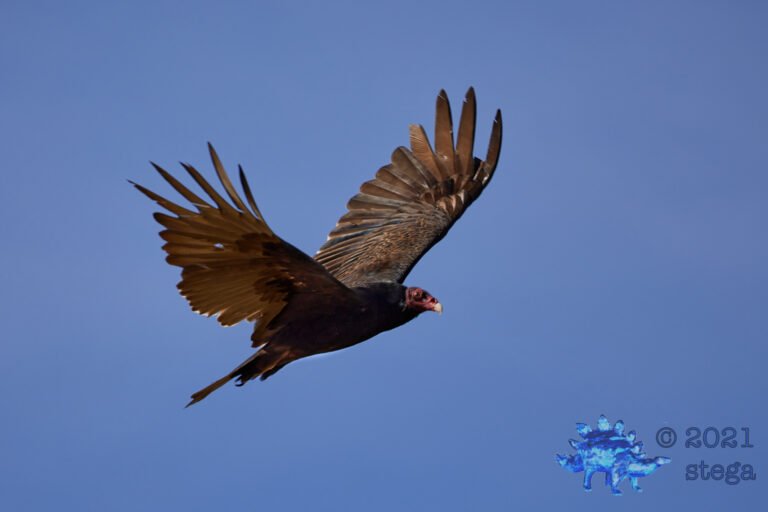 Turkey Vulture