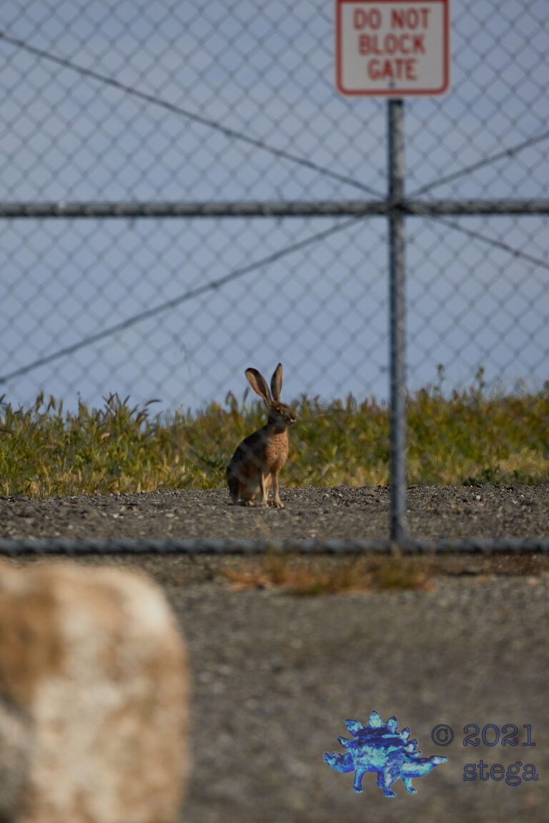 Hare