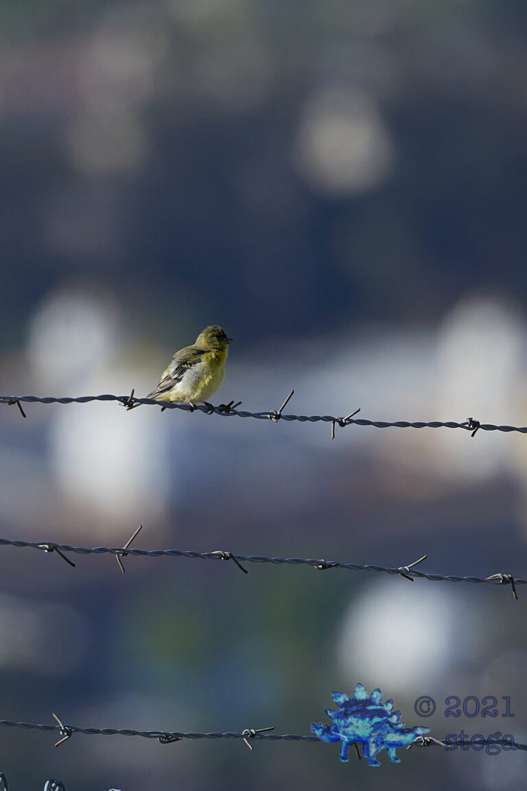 Lesser Goldfinch