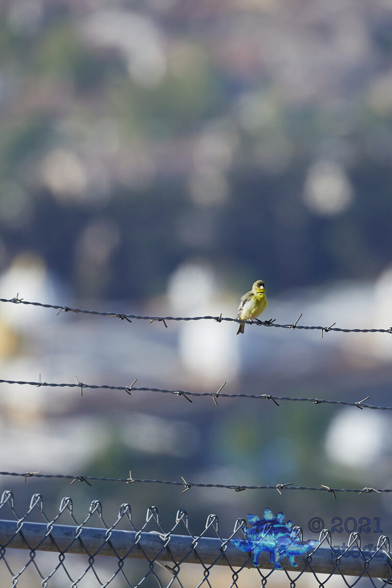 Lesser Goldfinch