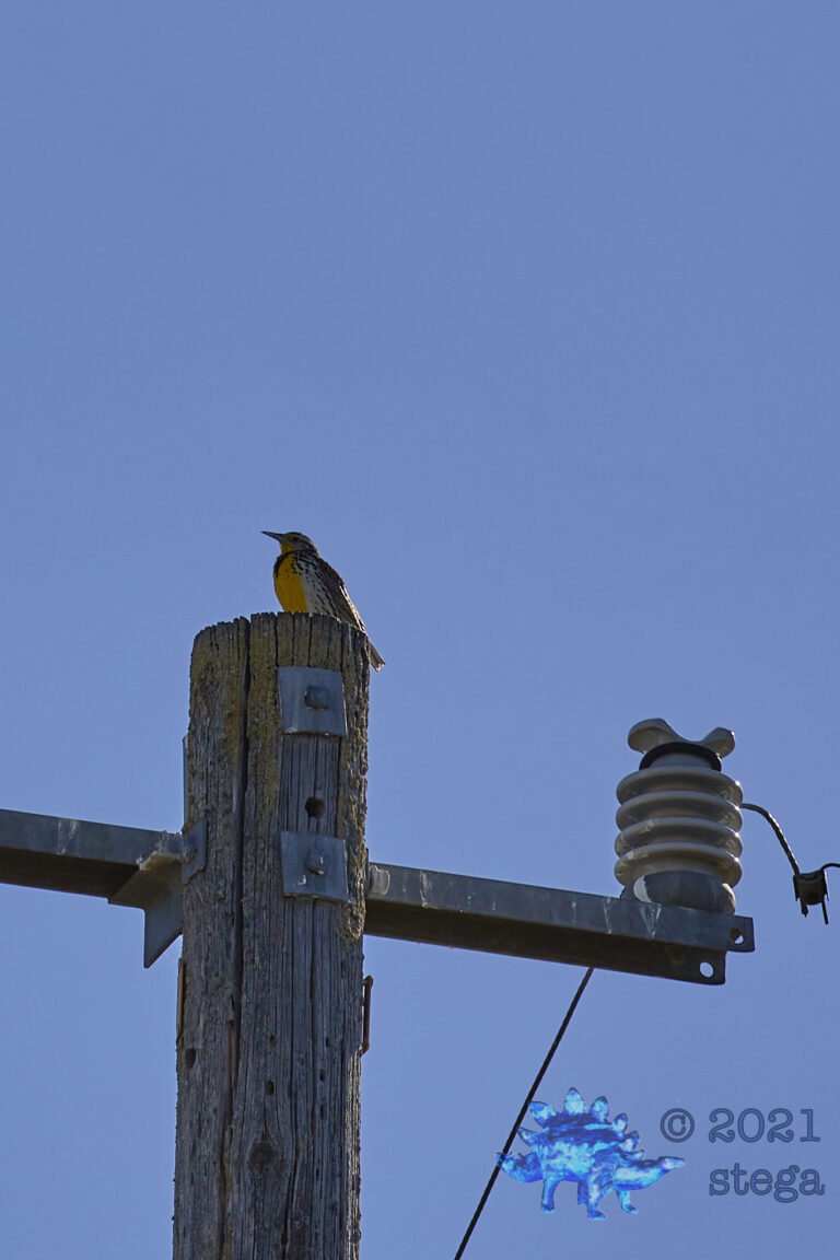 Western Meadowlark