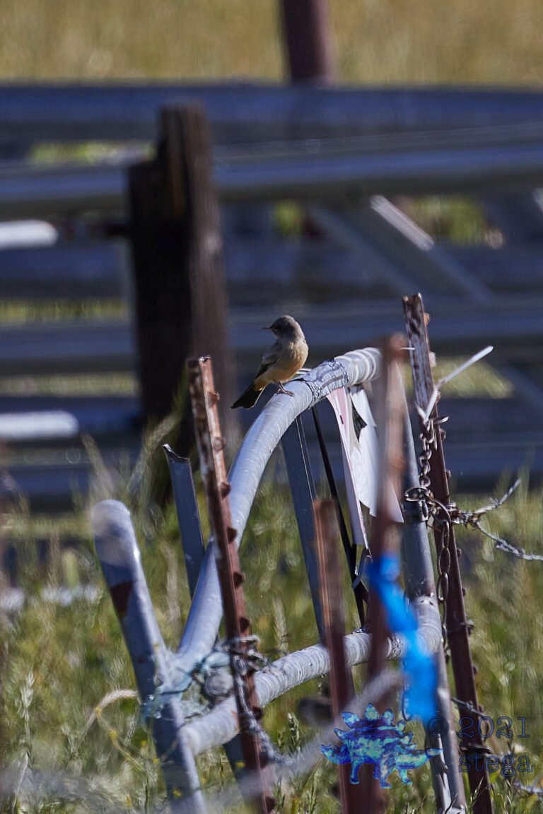 Say’s Phoebe