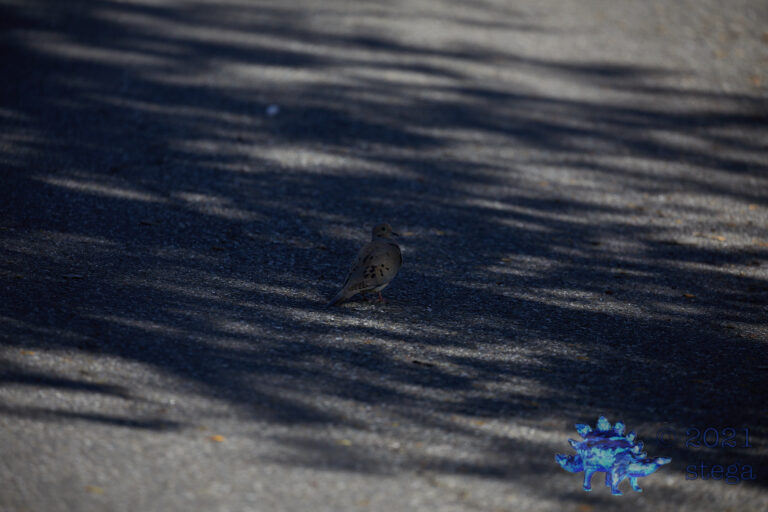 Shady Mourning Dove