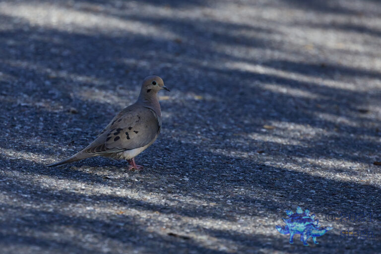 Mourning Dove