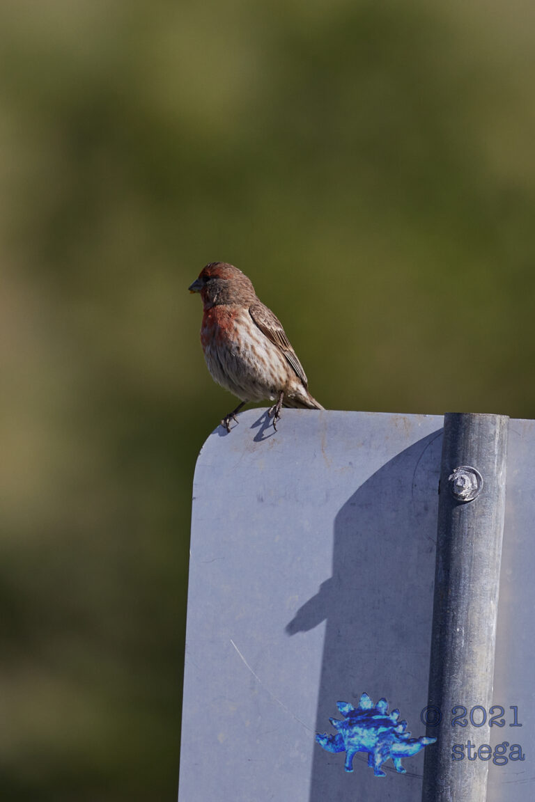 House Finch