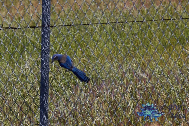 California Scrub Jay