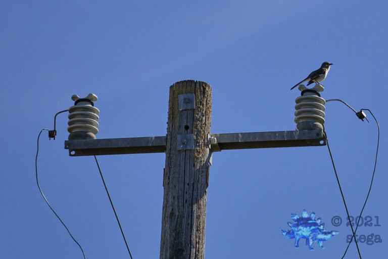 Transformer Bird