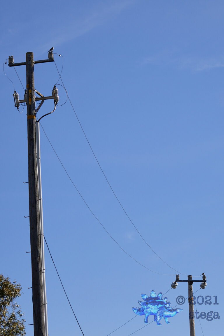 Northern Mockingbird Symmetry