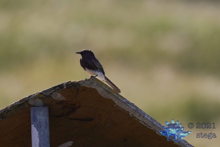 Black Phoebe