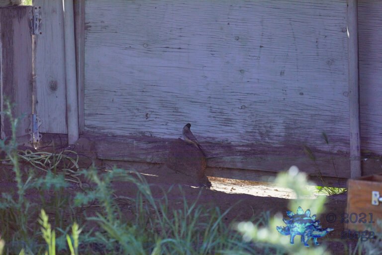 Say’s Phoebe