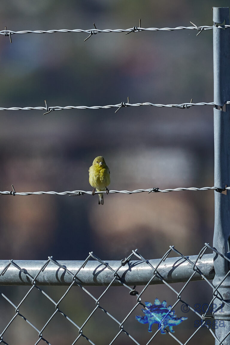 Lesser Goldfinch
