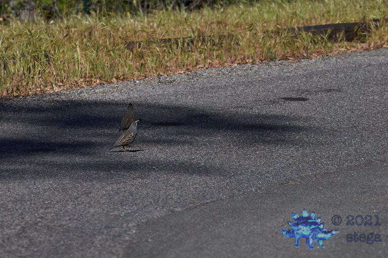 California Quail