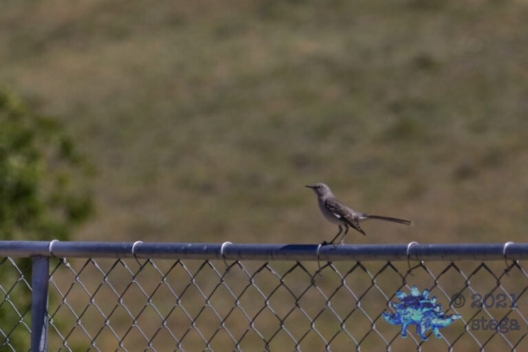 Northern Mockingbird