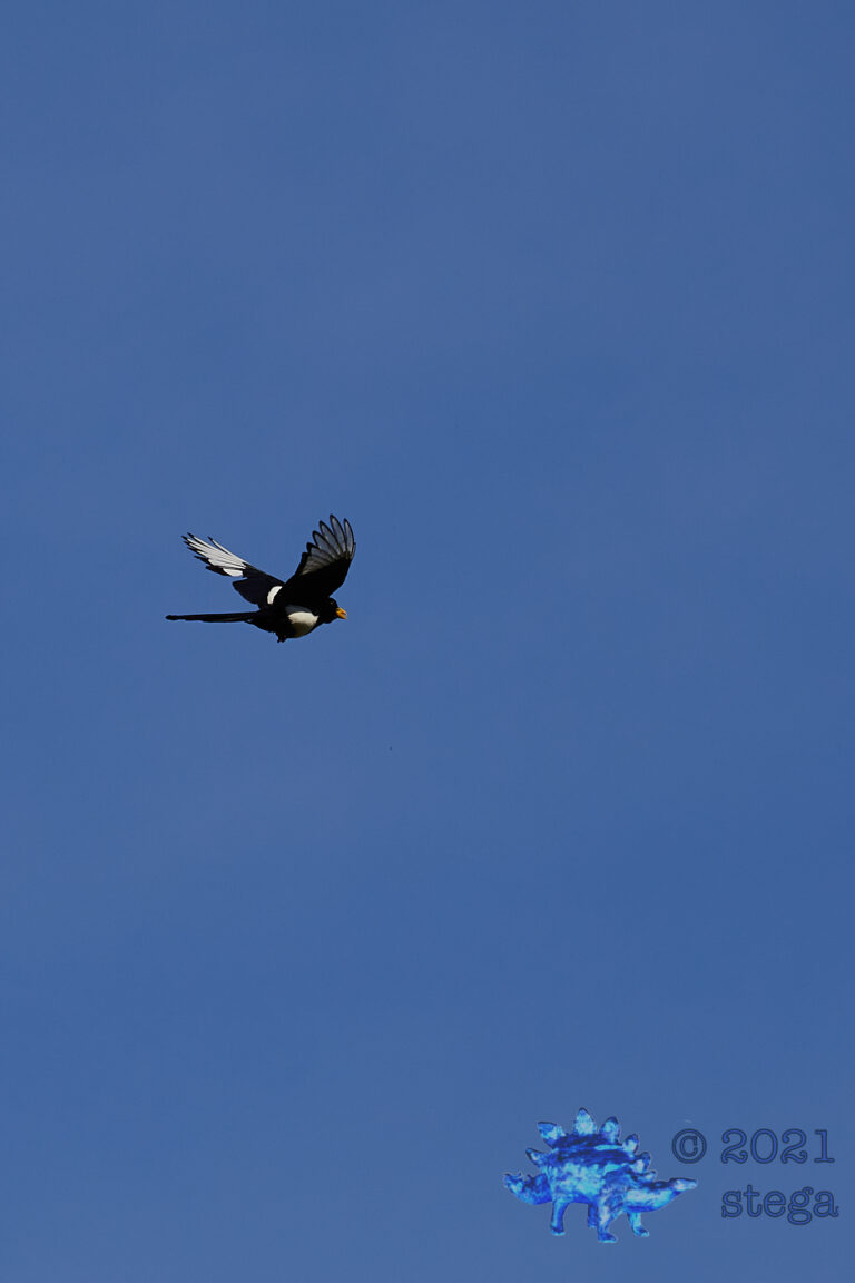 Yellow-Billed Magpie