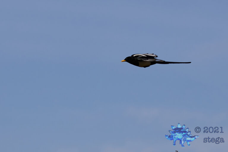 Yellow-Billed Magpie