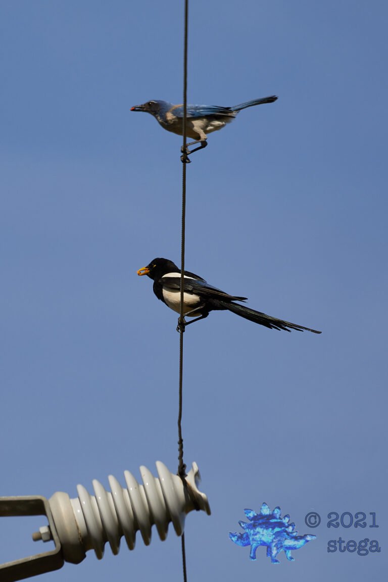 Corvid Cousins