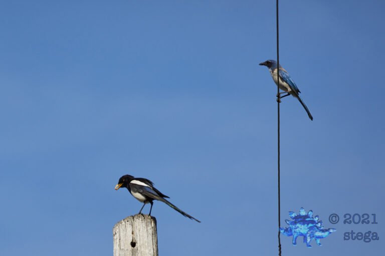 Corvids on the lines