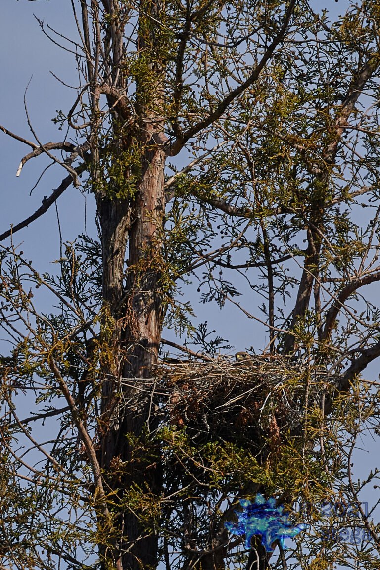 Red-Tailed Nesting