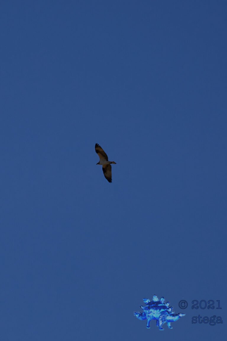 Swainson’s Hawk