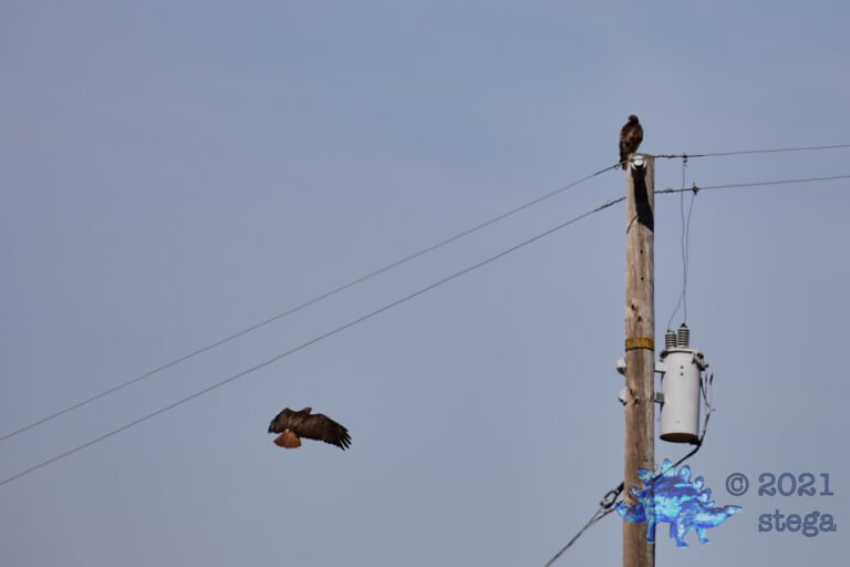 Red-Tailed Hawks
