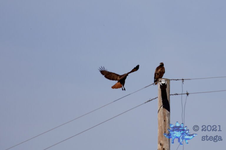 Red-Tailed Hawks