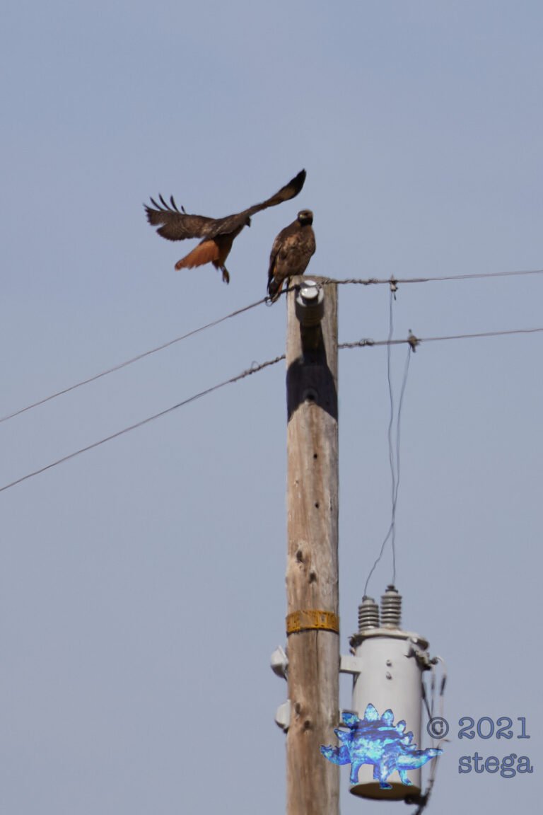 Red-Tailed Hawks