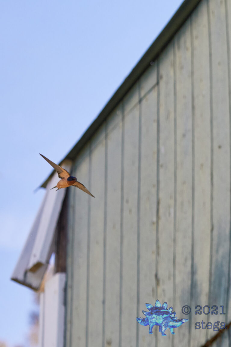 Barn Swallow