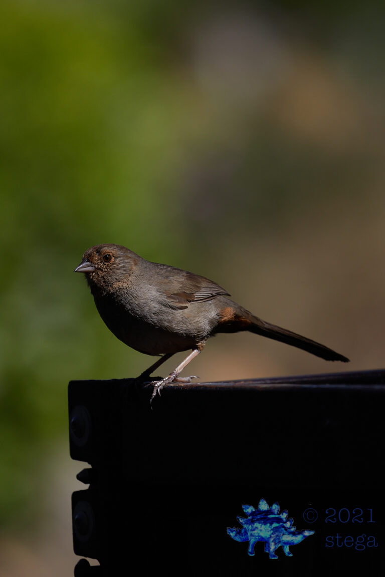 California Towhee