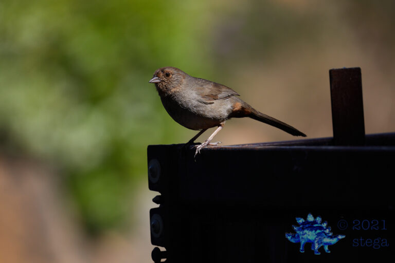 California Towhee
