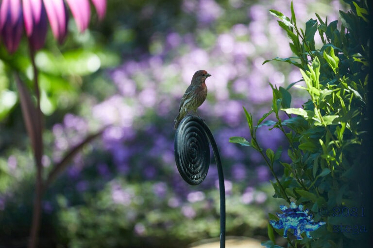 House Finch