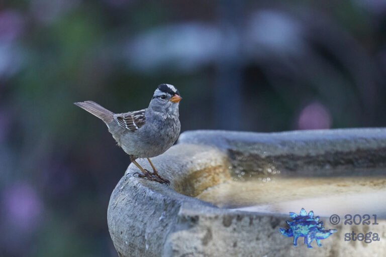 White-Crowned Sparrow