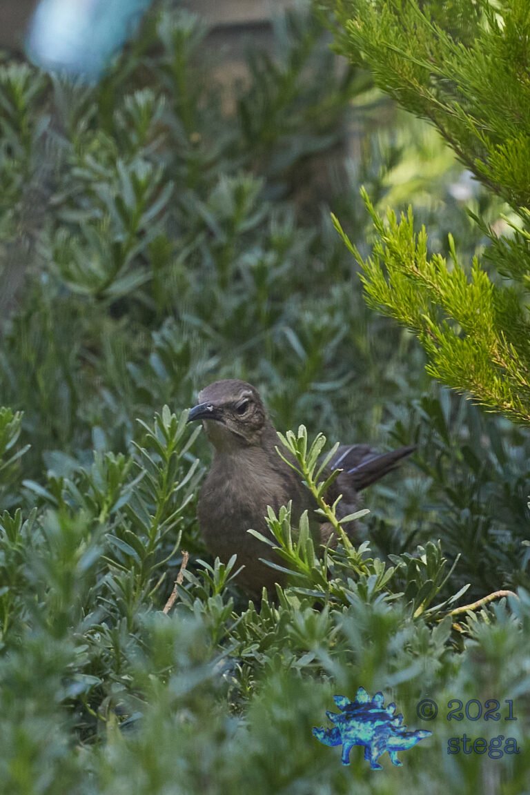 California Thrasher