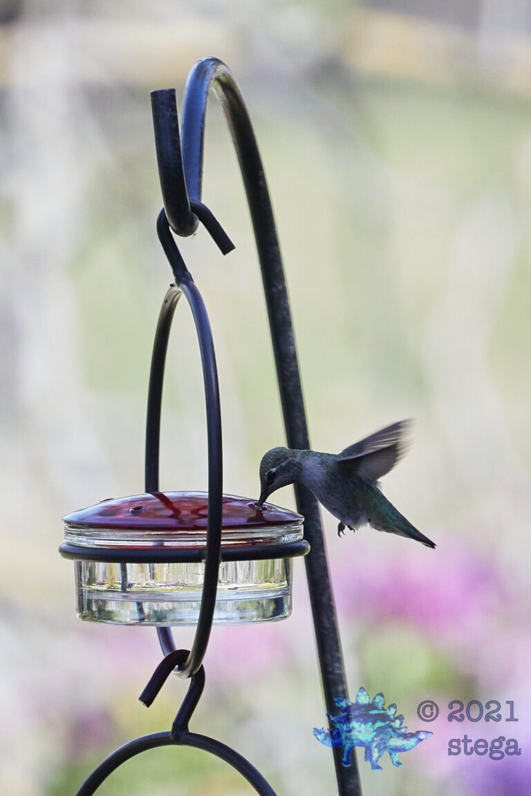 Anna’s Hummingbird