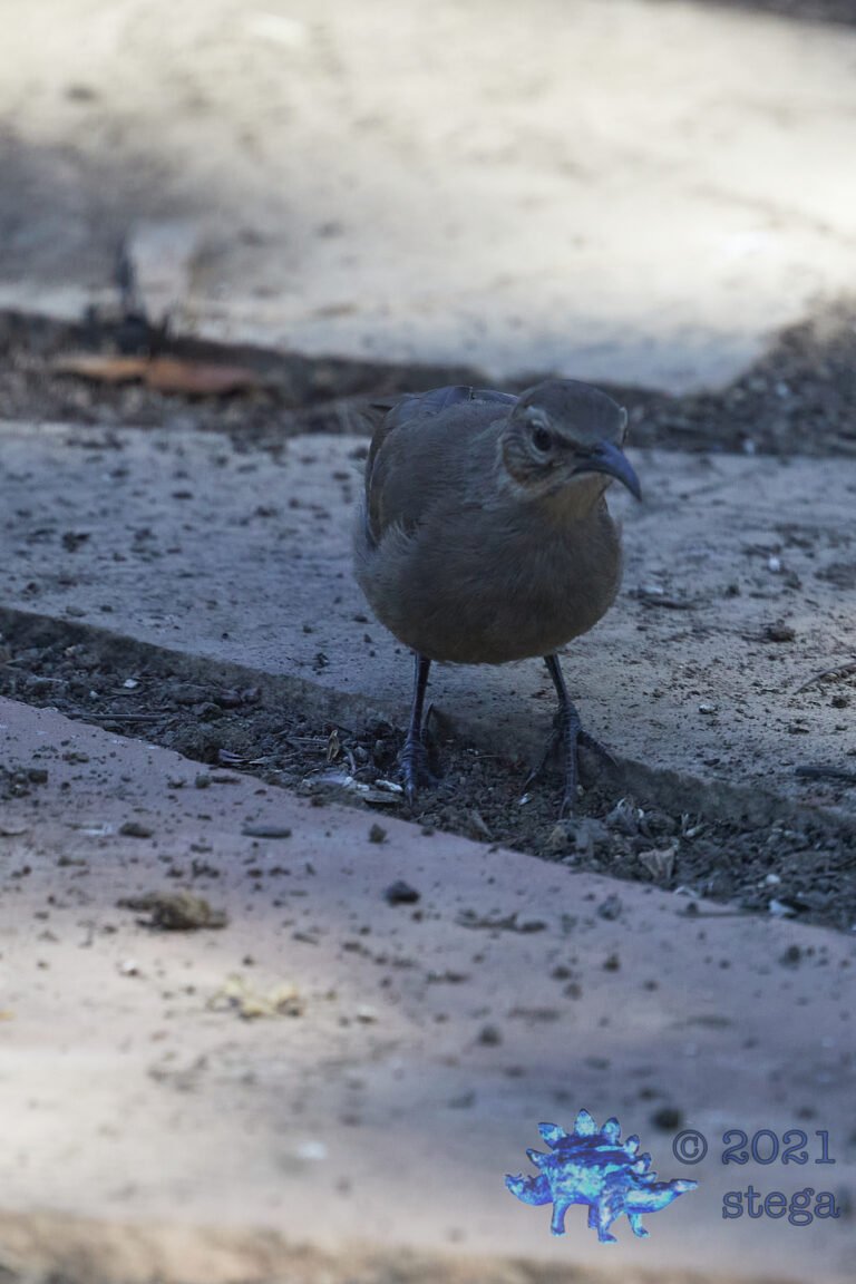 California Thrasher