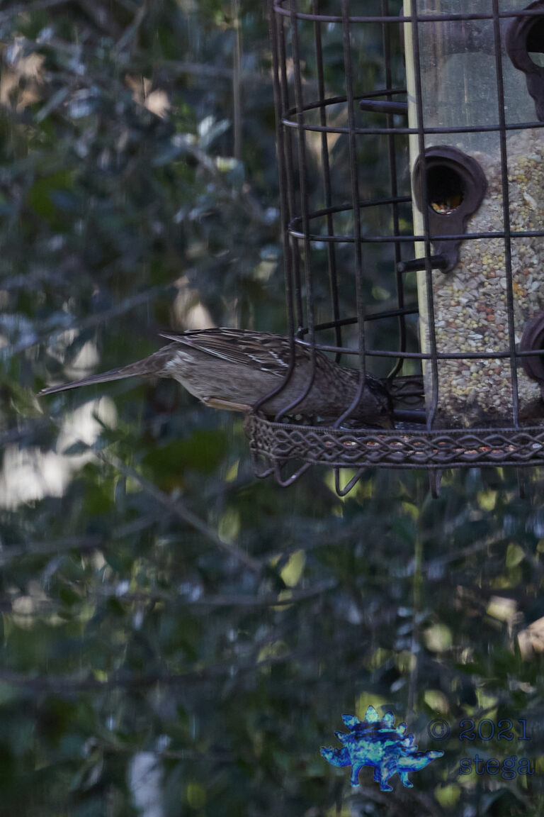 Hungry Sparrow