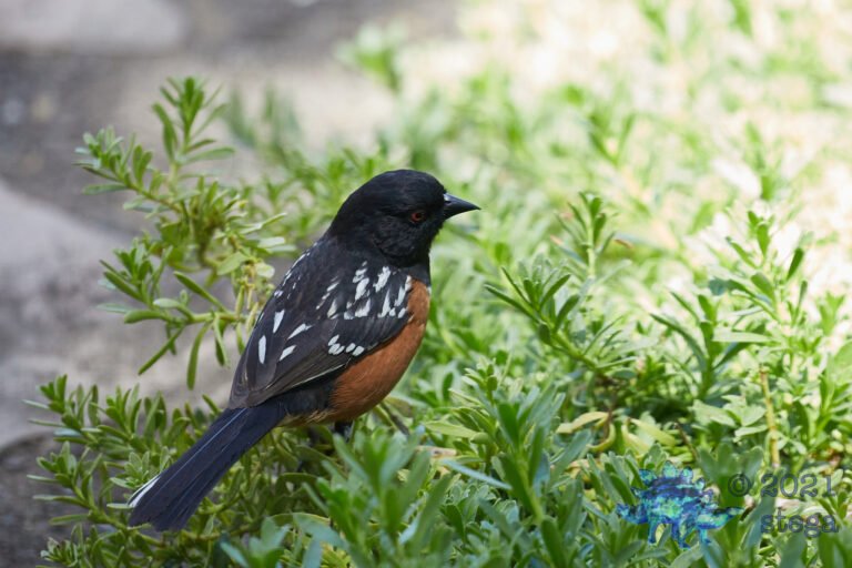 Spotted Towhee