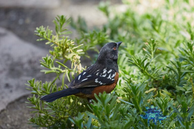 Spotted Towhee