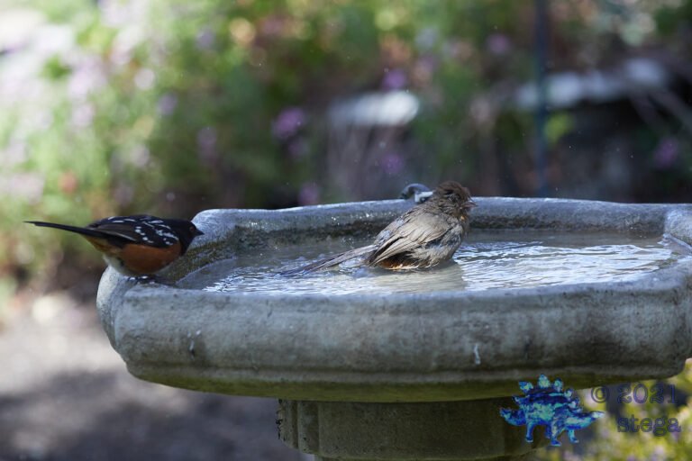 Towhees