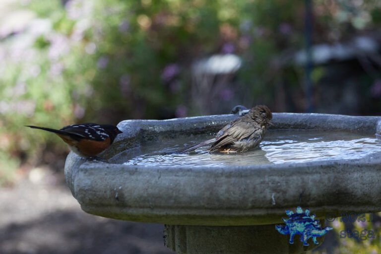 Sharing Towhees