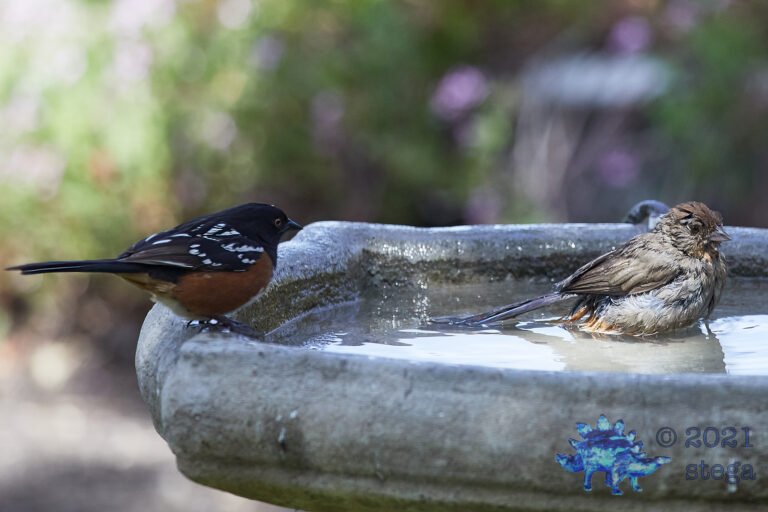 Towhees