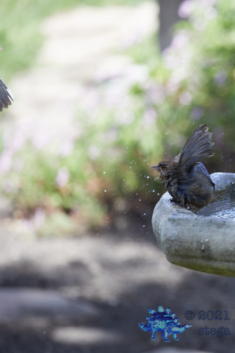 California Towhee