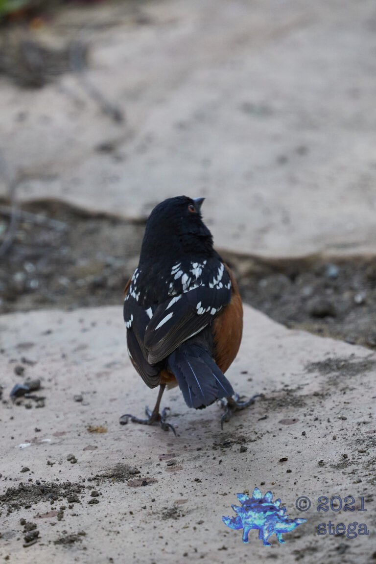 Spotted Towhee