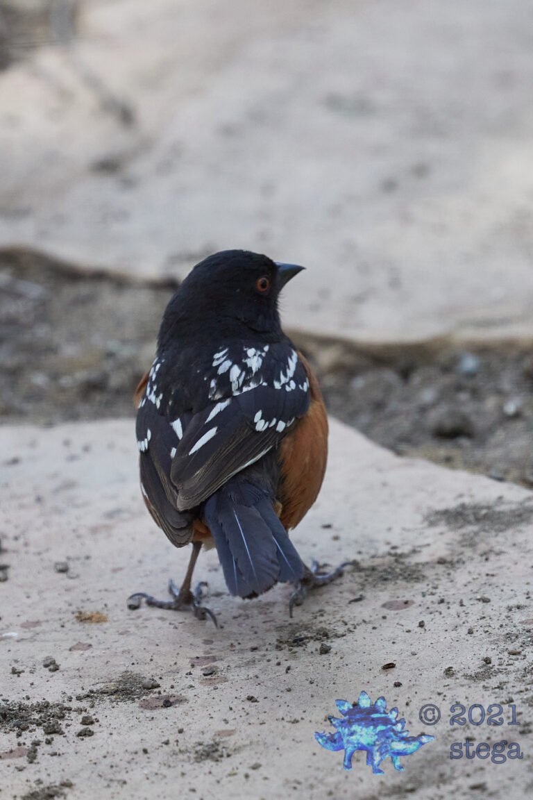 Spotted Towhee