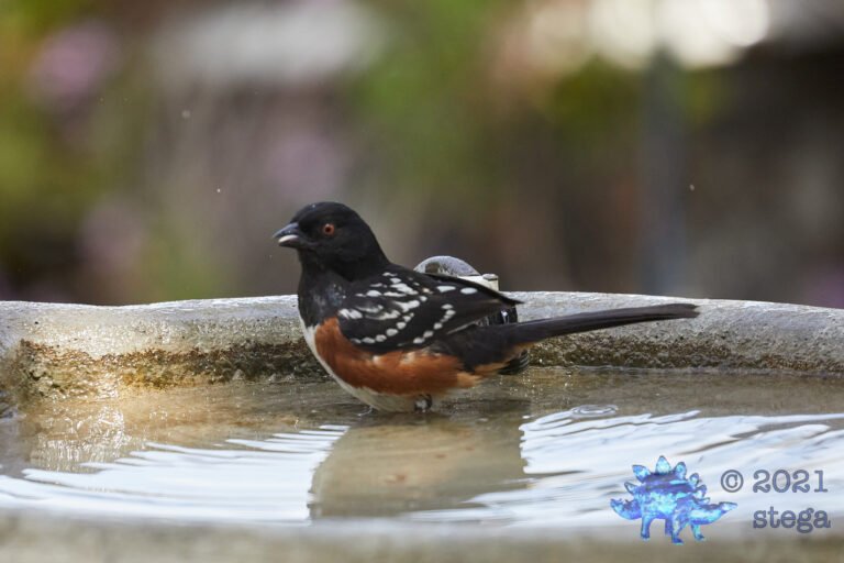 Spotted Towhee